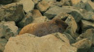 A groundhog is resting among large gray rocks. Its fur is brown and has a slightly rugged texture. The rocks are piled unevenly, with visible cracks and natural wear.