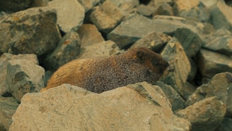 A groundhog is resting among large gray rocks. Its fur is brown and has a slightly rugged texture. The rocks are piled unevenly, with visible cracks and natural wear.