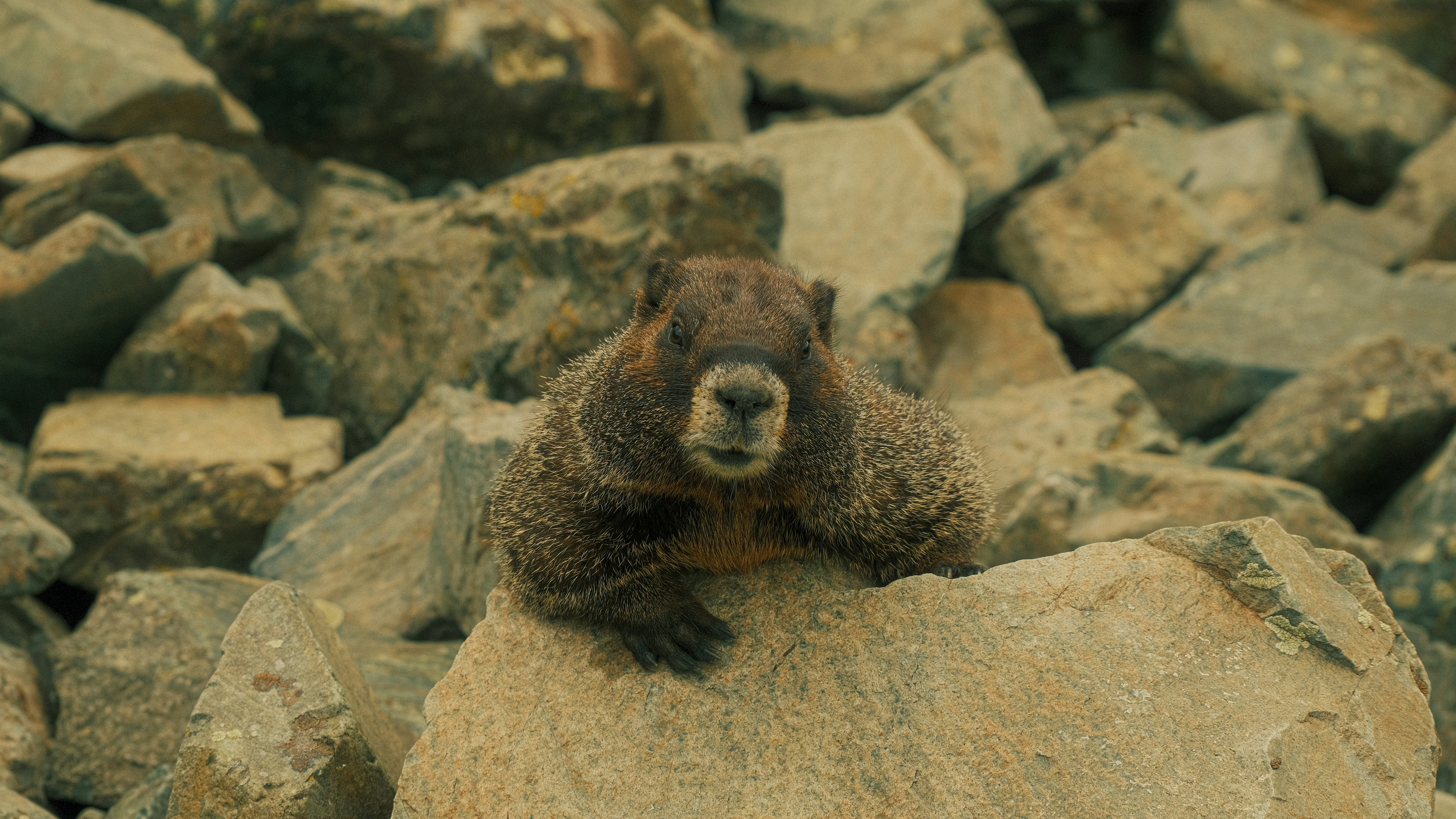 Photo by maxmeadowcroft