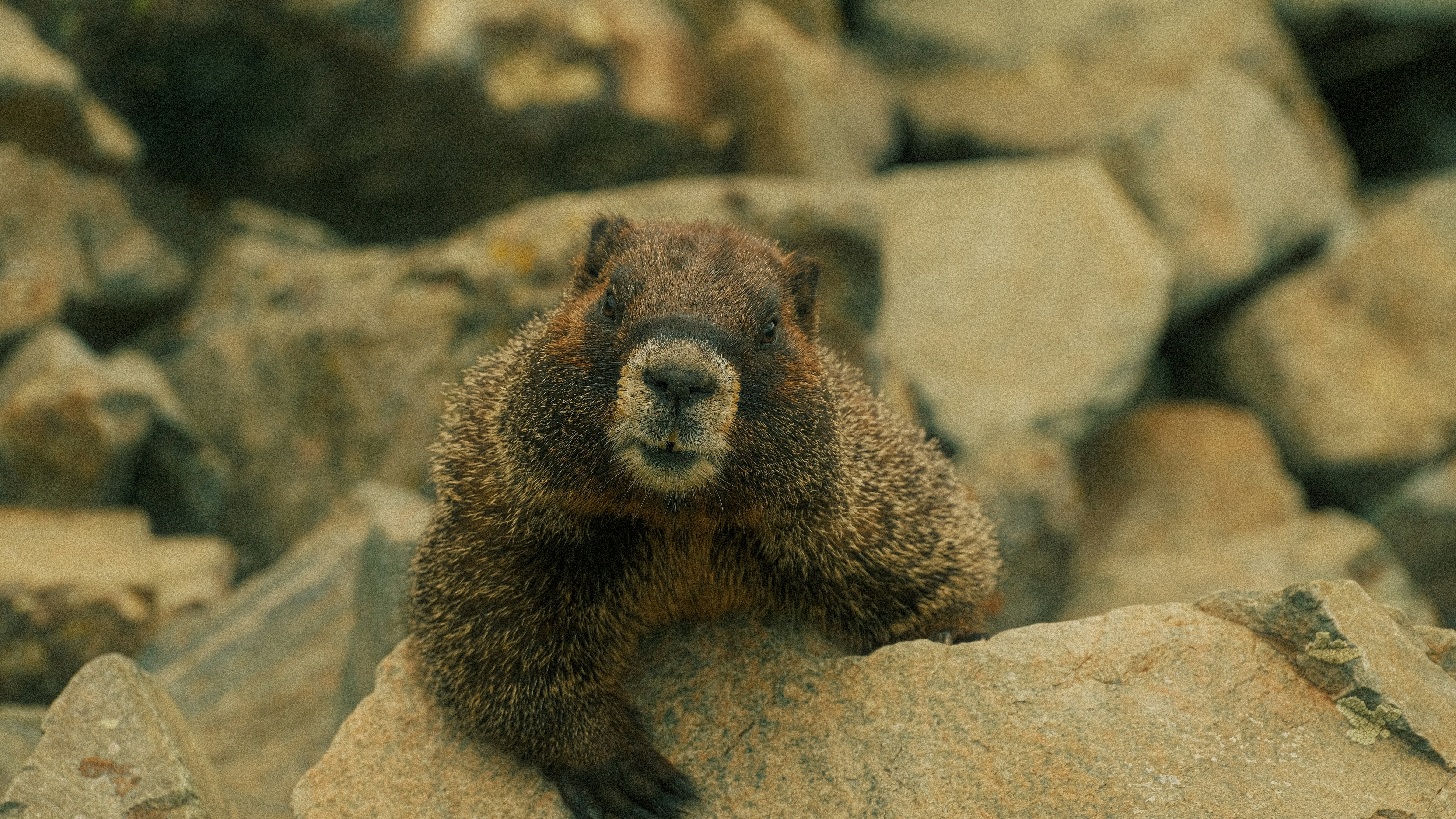 Photo by maxmeadowcroft