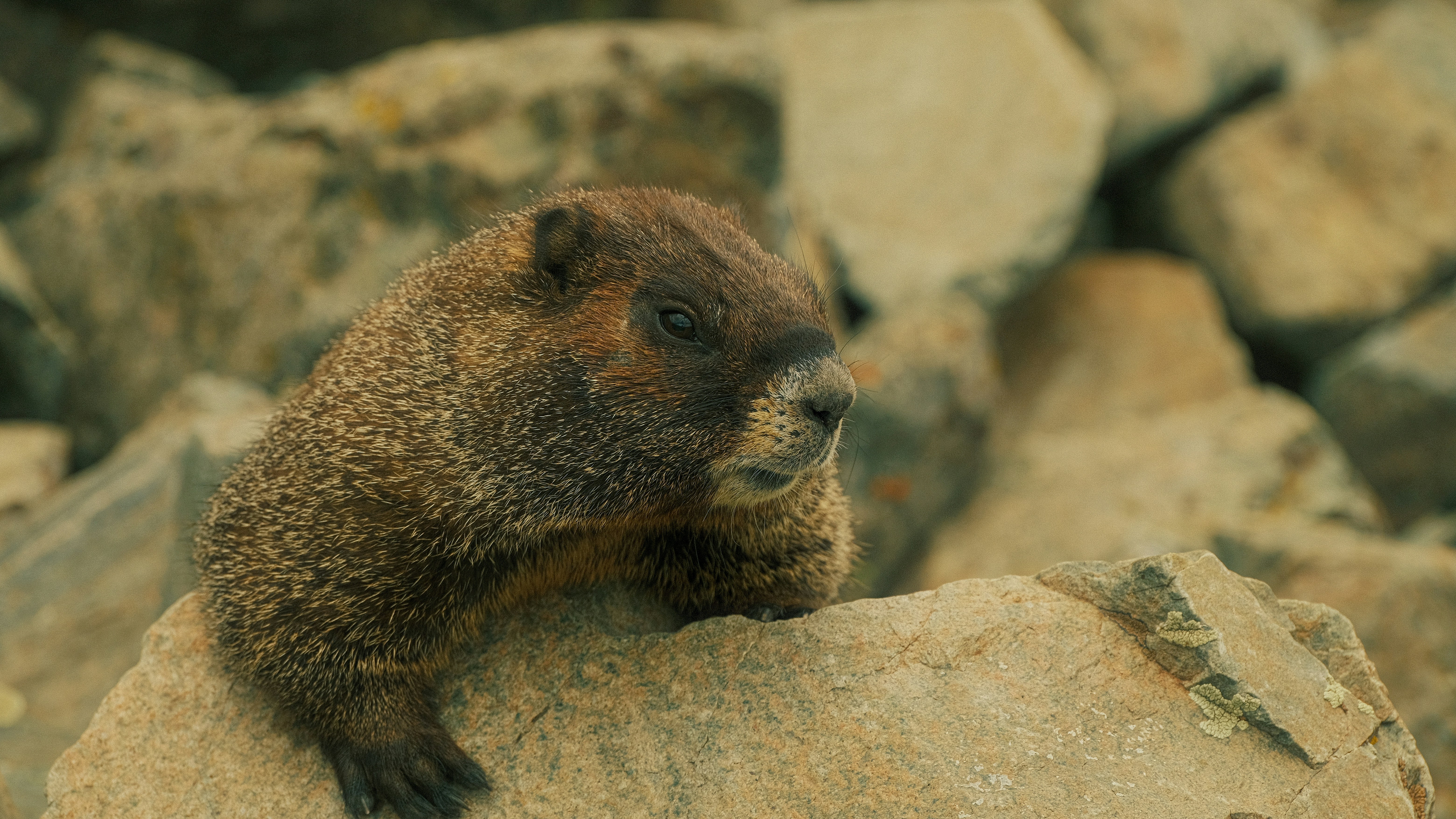 Photo by maxmeadowcroft