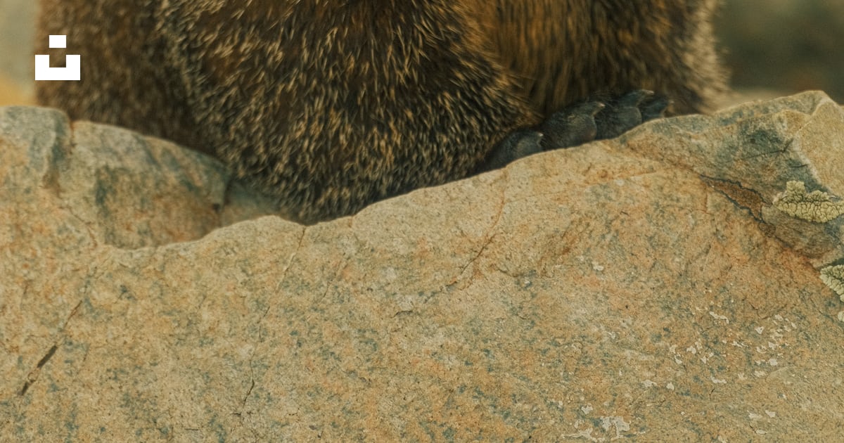 A close up of a small animal on a rock photo – Free Taos ski valley ...
