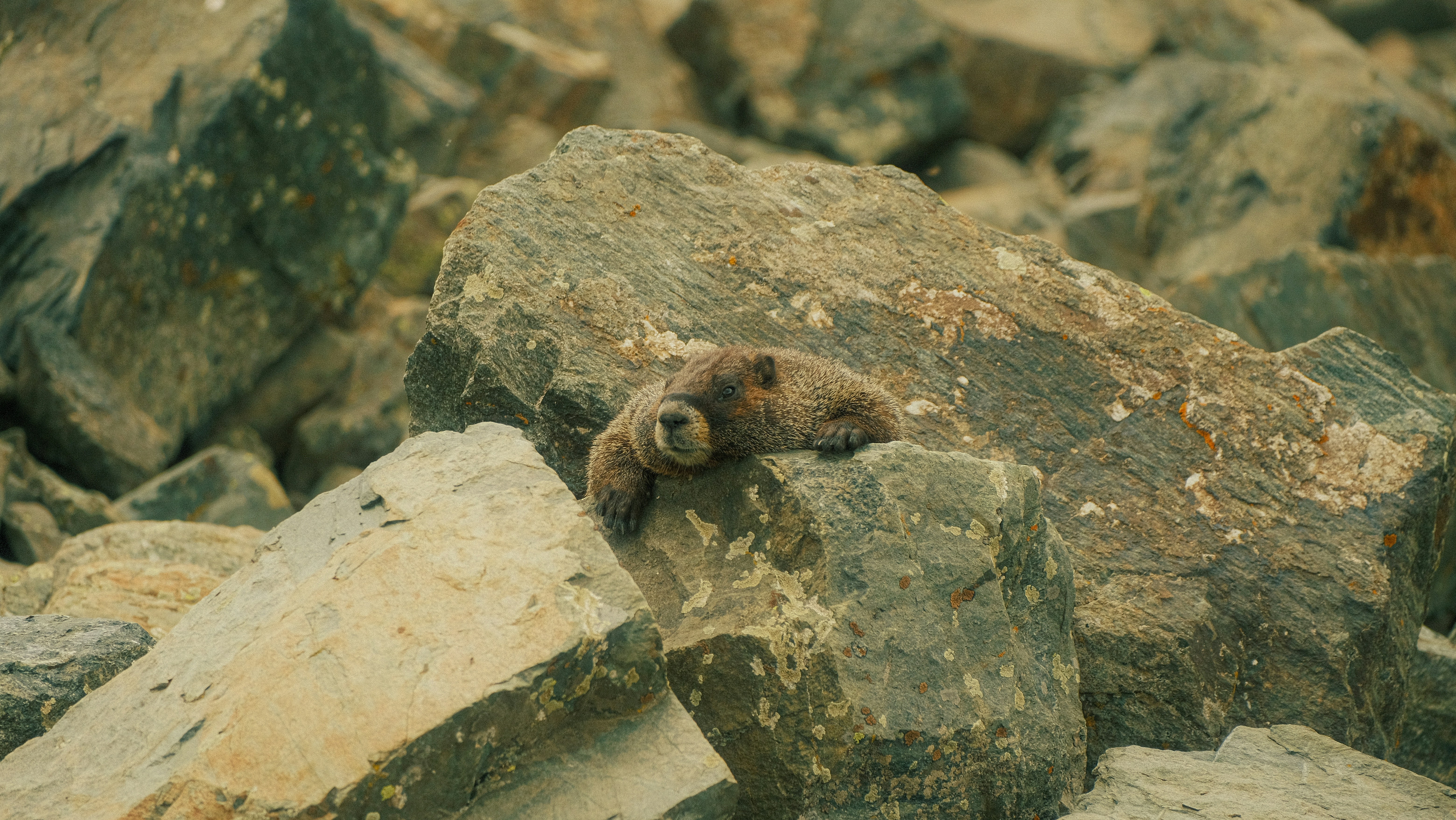 a brown bear laying on top of a pile of rocks, 