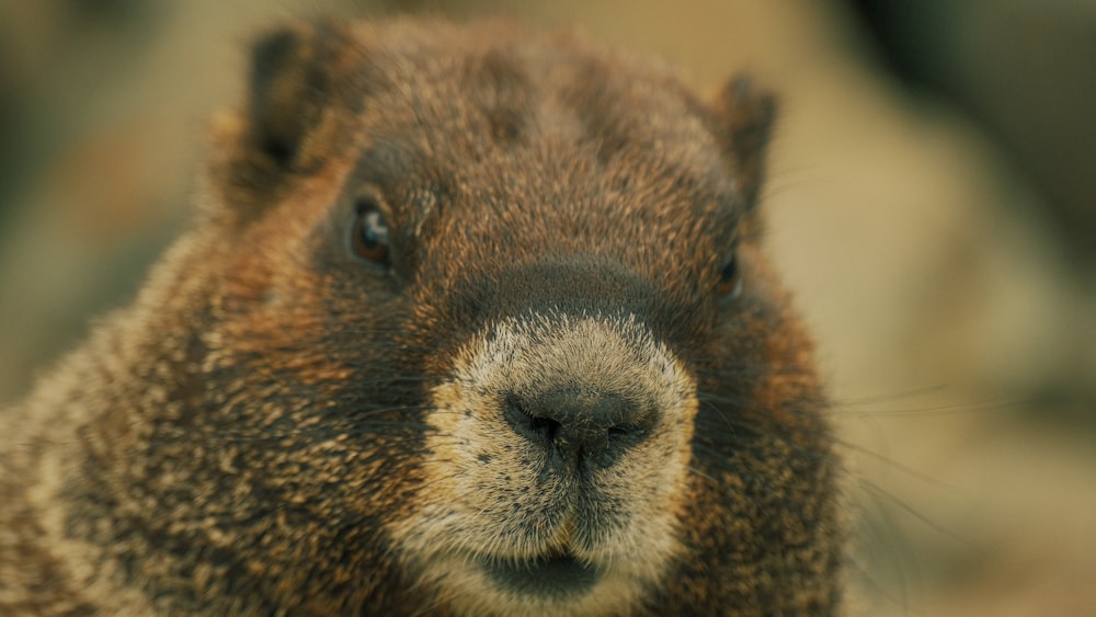 a close up of a brown and black animal