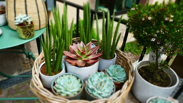 Exquisite Succulent Arrangements Online