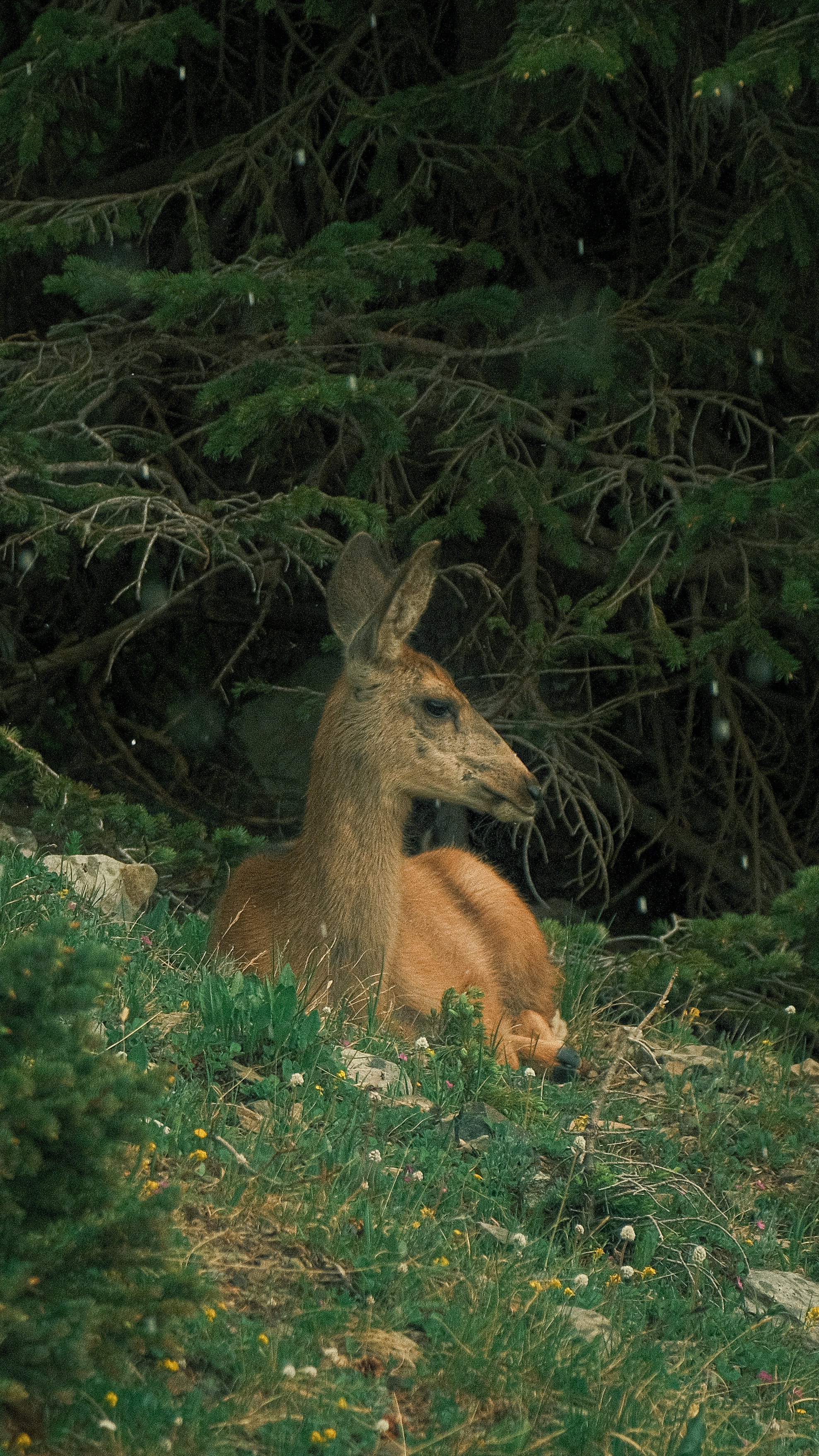 a deer laying in the grass near some trees