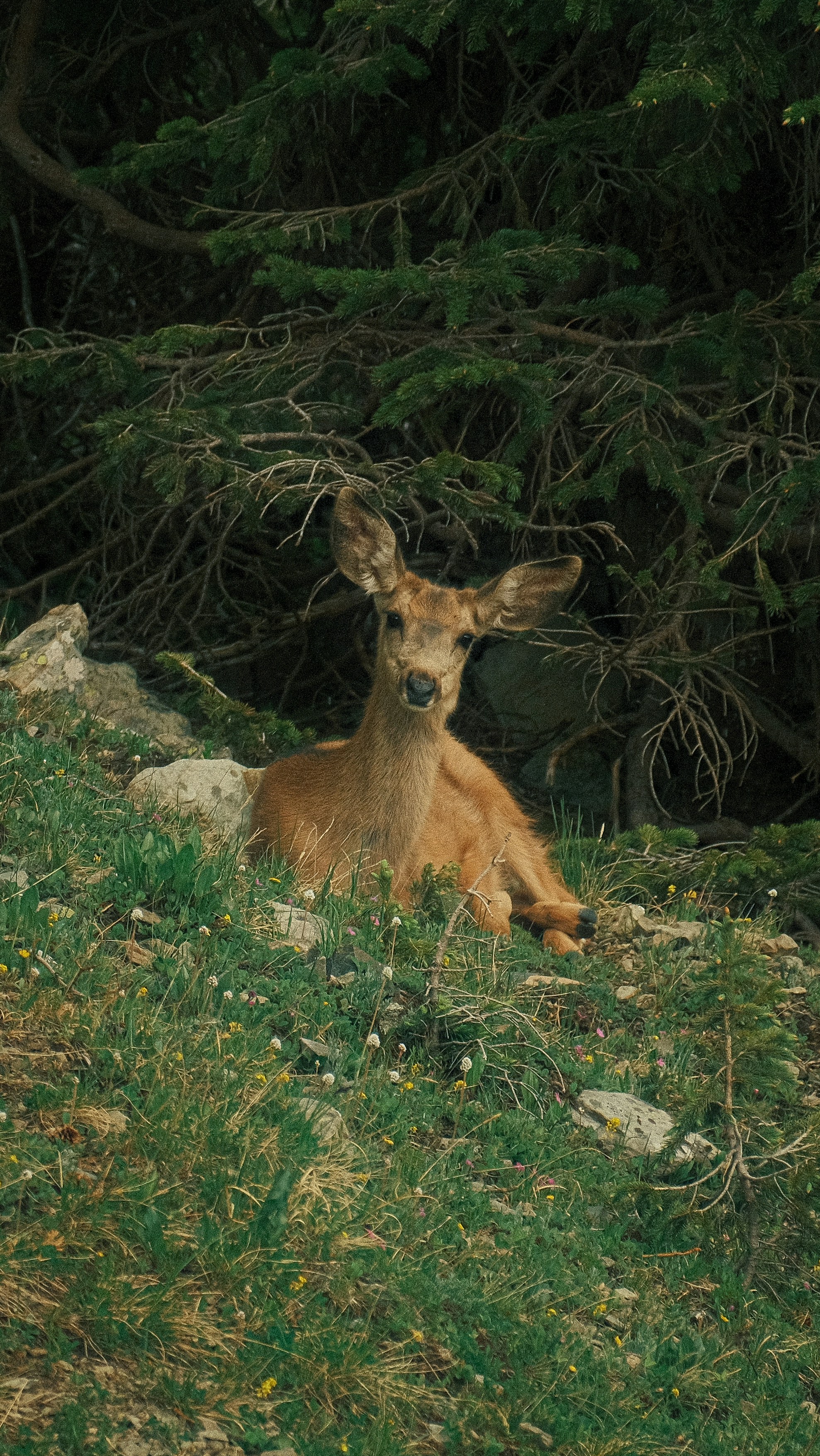 a deer laying down in the grass near some trees