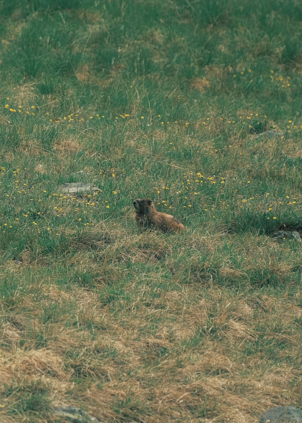 a brown bear laying on top of a grass covered field