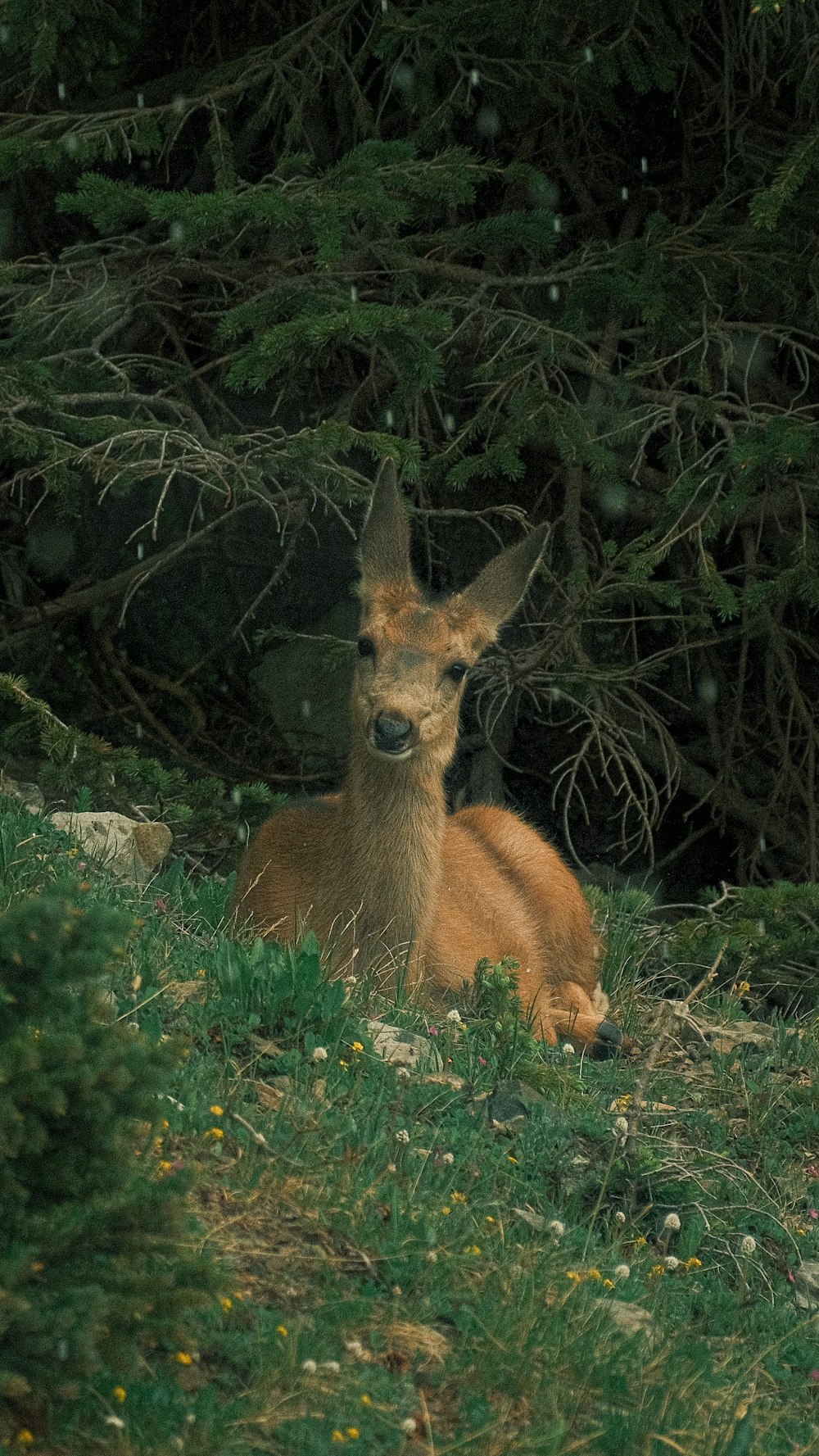 a deer laying down in the grass next to some trees
