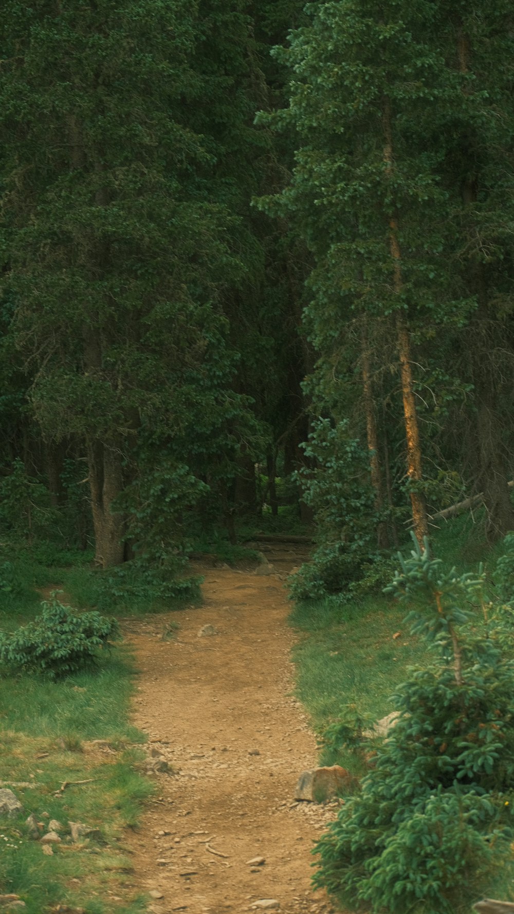 a bear walking down a dirt path in the woods