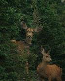 Two deer are partially concealed among dense, green foliage. The deer have brown fur, and one is wearing a tracking collar. They appear alert within the thick greenery of a forest setting.