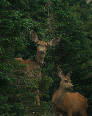Two deer are partially concealed among dense, green foliage. The deer have brown fur, and one is wearing a tracking collar. They appear alert within the thick greenery of a forest setting.
