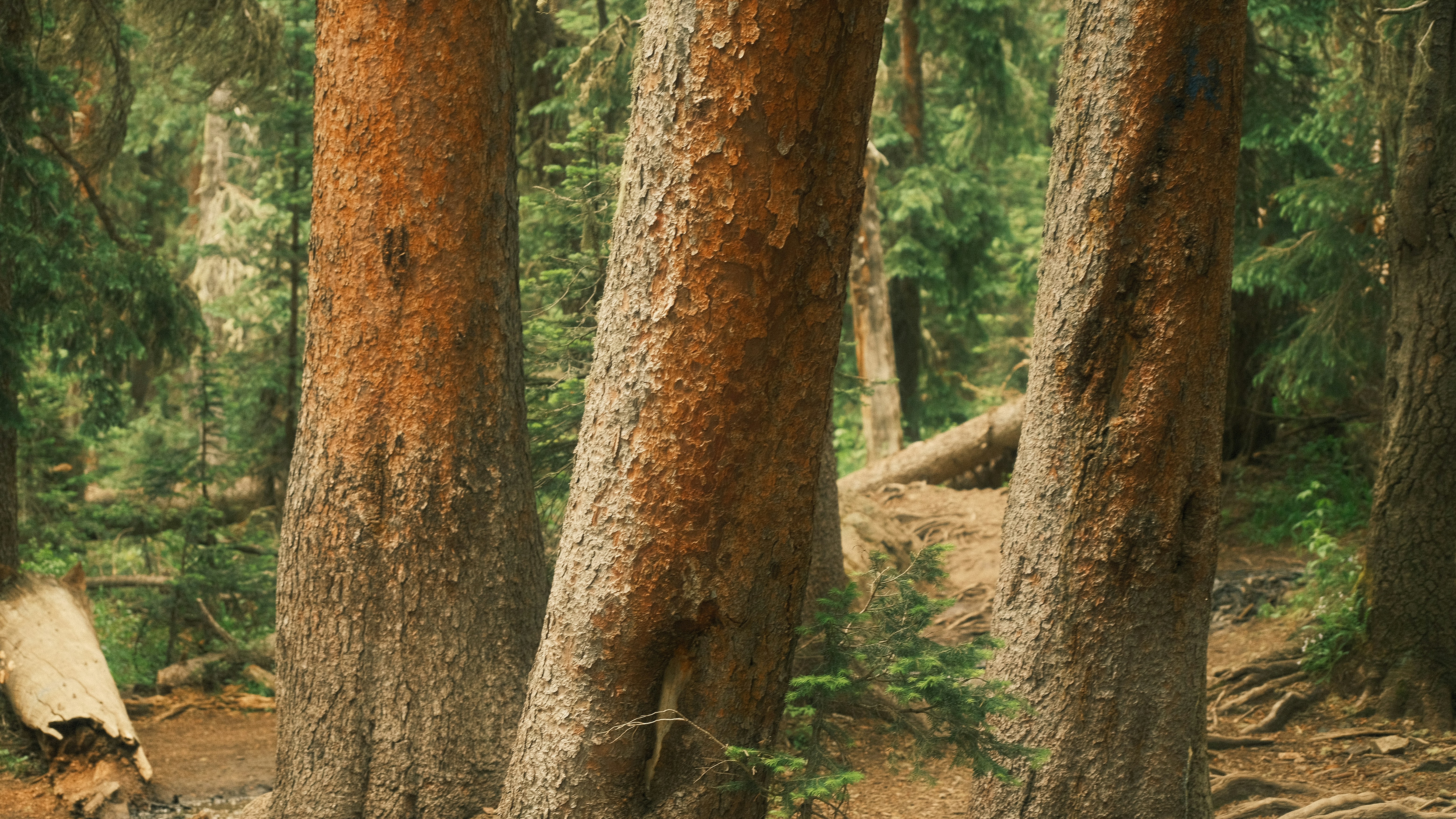 Photo by maxmeadowcroft