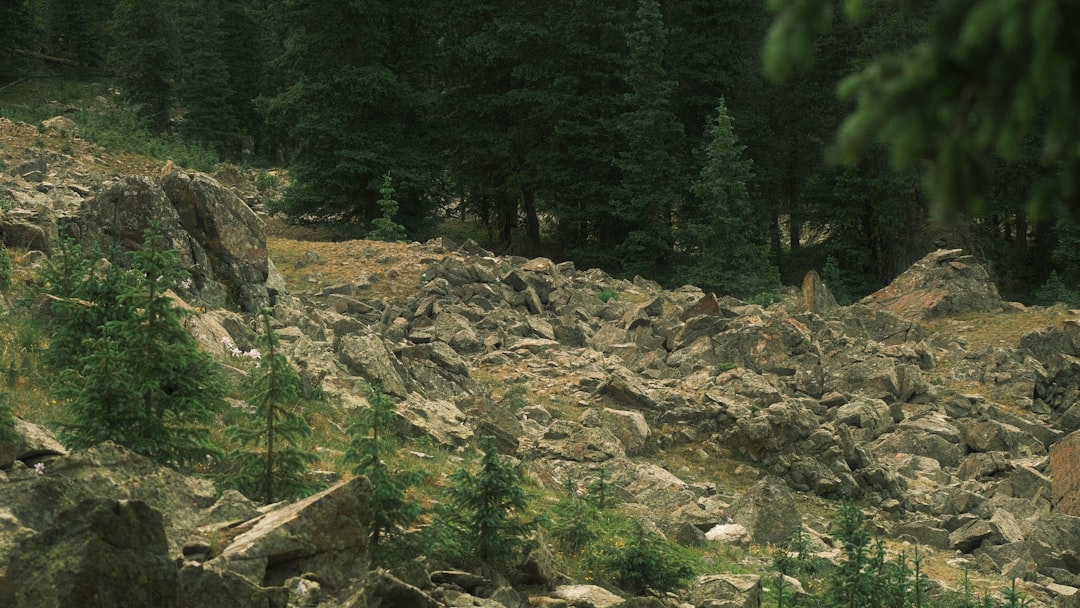 a black bear walking on a rocky hillside, Taos Ski Valley