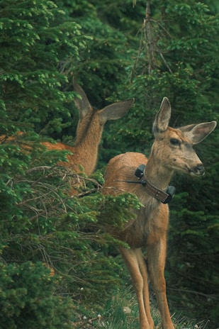 A deer is standing among dense green foliage, wearing a tracking collar around its neck. Another deer is partially visible behind it, blending into the forest environment.