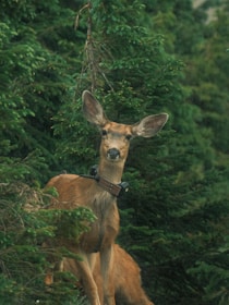 A deer with large ears standing amidst dense green foliage, wearing a tracking collar around its neck. The environment is lush with evergreen trees, creating a natural forest background.