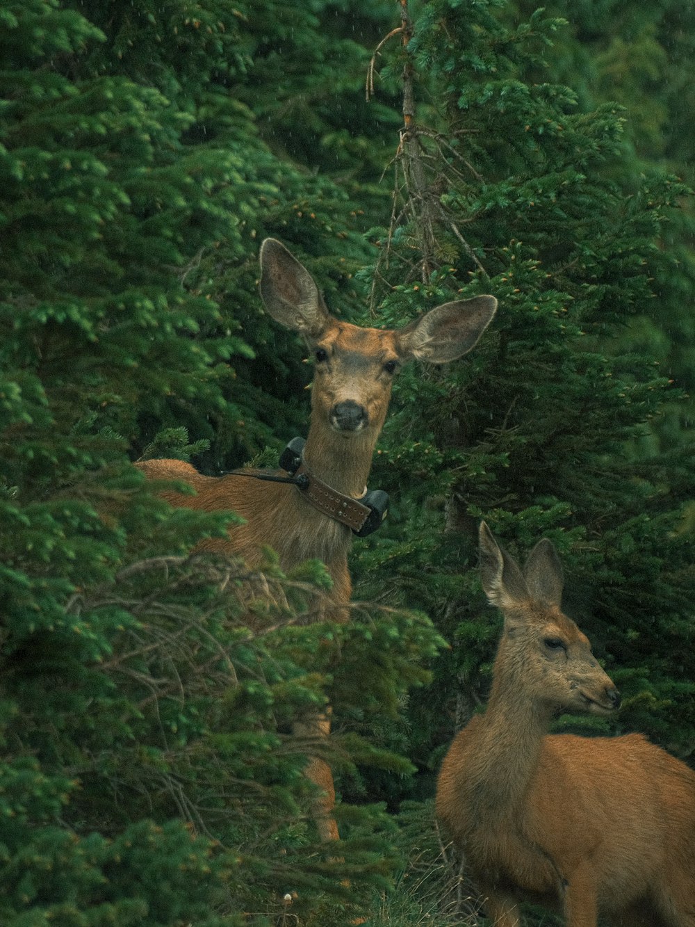 two deer standing next to each other in a forest