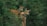 Two deer are positioned amidst dense, lush green foliage, appearing alert and observant. One of the deer is wearing a tracking collar, which suggests wildlife monitoring or research.