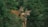 Two deer are positioned amidst dense, lush green foliage, appearing alert and observant. One of the deer is wearing a tracking collar, which suggests wildlife monitoring or research.