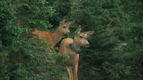 Two deer are positioned amidst dense, lush green foliage, appearing alert and observant. One of the deer is wearing a tracking collar, which suggests wildlife monitoring or research.