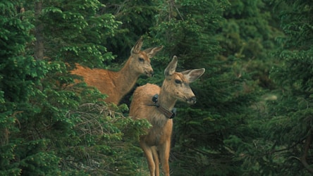 Exploring the Role of Advanced Analytics in Wildlife Conservation