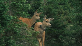 Two deer are positioned amidst dense, lush green foliage, appearing alert and observant. One of the deer is wearing a tracking collar, which suggests wildlife monitoring or research.
