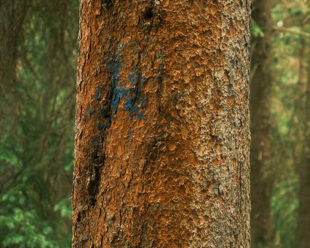 a close up of a tree with a blue marker on it