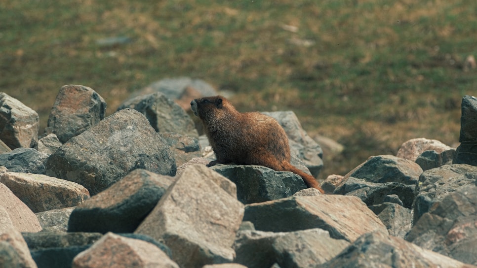 A groundhog sits on a large pile of gray and brown rocks with a blurred green field in the background.