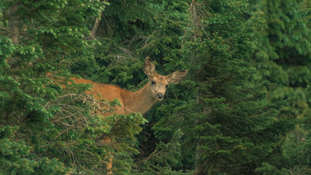 a deer peeking out from behind some trees