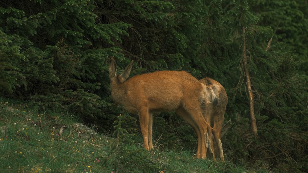 a deer standing in the grass near some trees