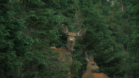 Two deer are partially hidden among dense green foliage, with one prominently facing forward and wearing a tracking collar. The setting is a forest with abundant evergreen trees.