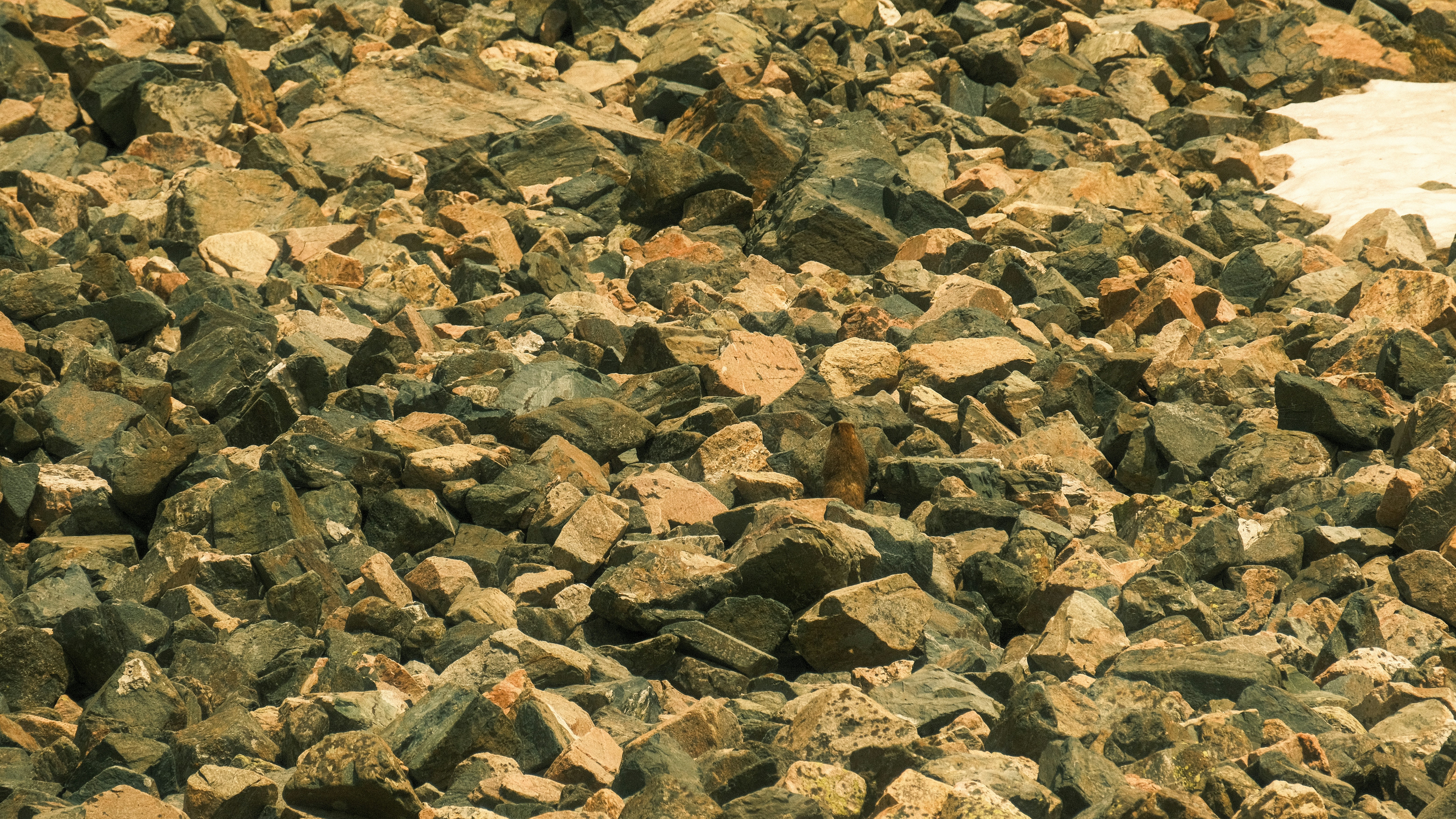 Photo by maxmeadowcroft