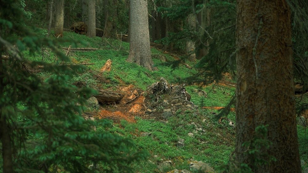 a bear walking through a forest filled with trees