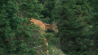 A deer is partially obscured by the dense green foliage of a forest. Its brown fur contrasts with the surrounding greenery, as it appears to be grazing or cautiously exploring the area. The environment is lush, with tall trees densely packed together.