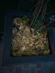 A square planter filled with wood chips and a few small green plants emerging. The planter is dark in color, and the background is a stone pavement.