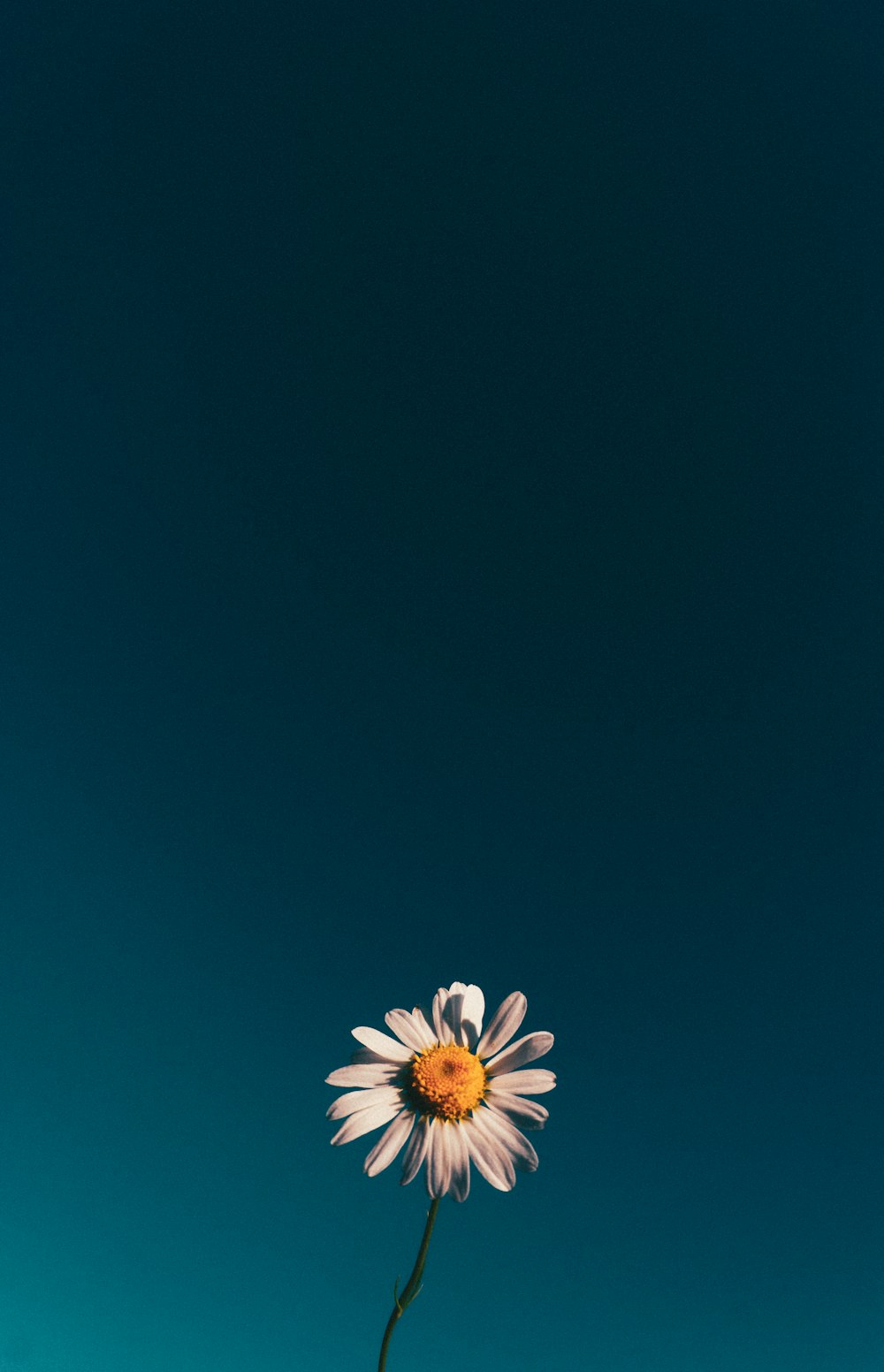 a single white flower with a blue sky in the background