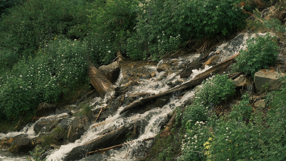 a stream running through a lush green forest