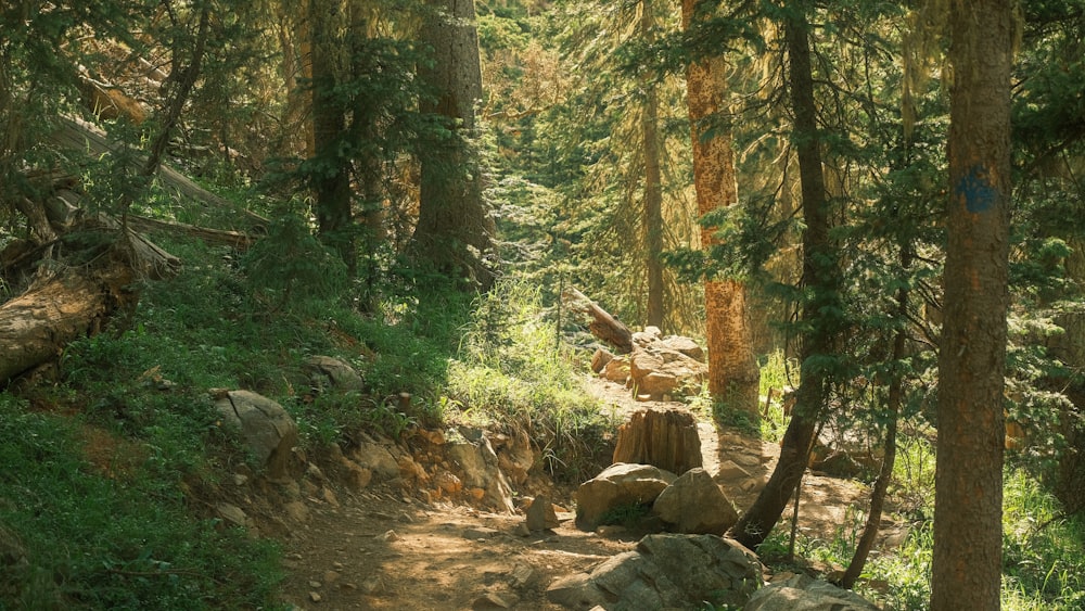 a trail in the woods with rocks and trees