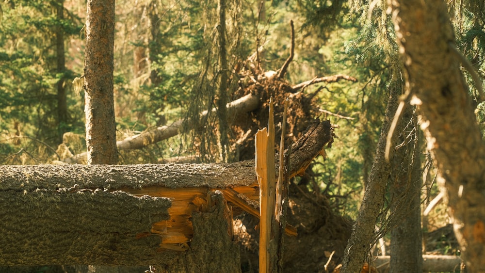 a tree that has fallen down in a forest