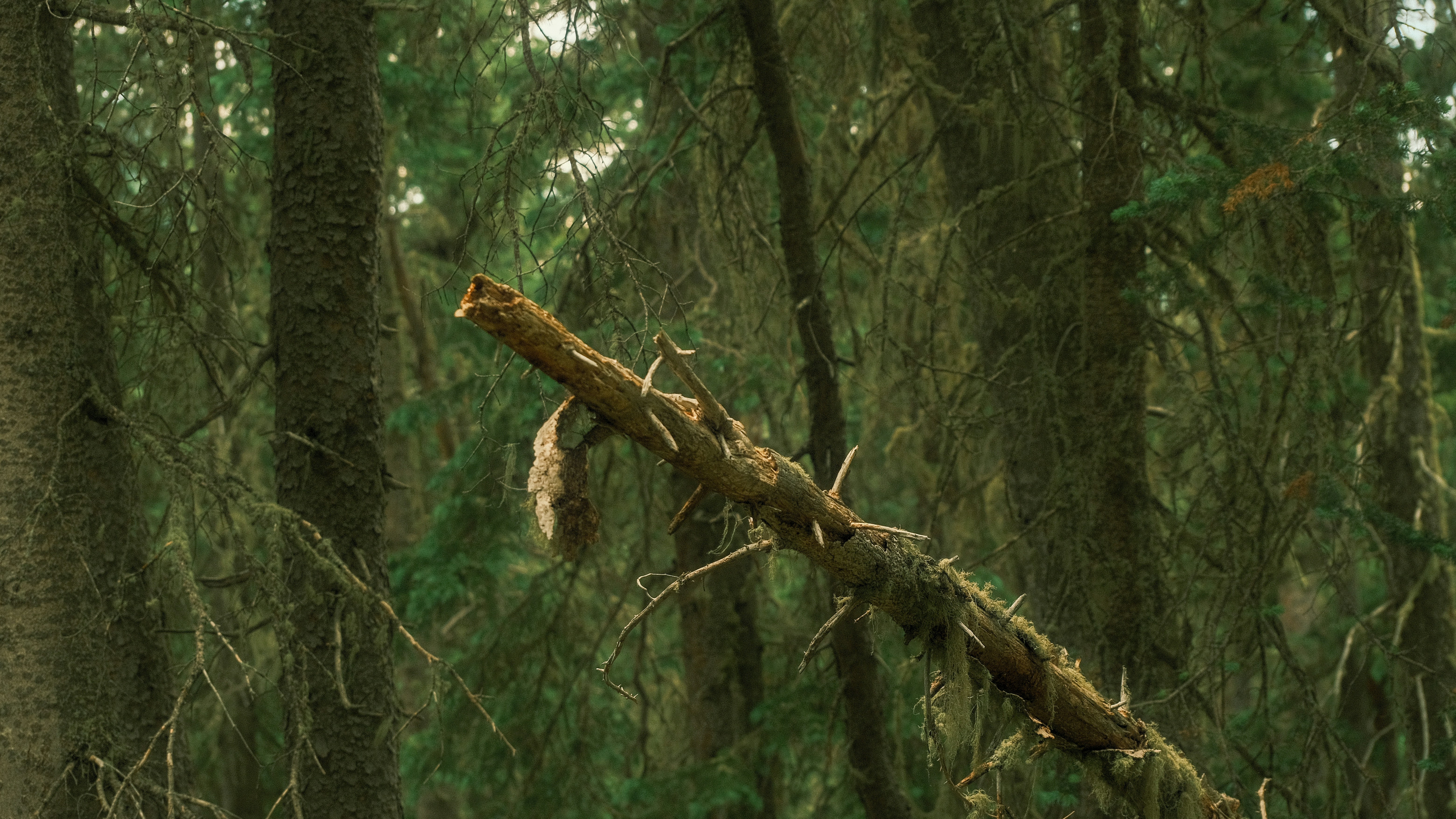 Photo by maxmeadowcroft