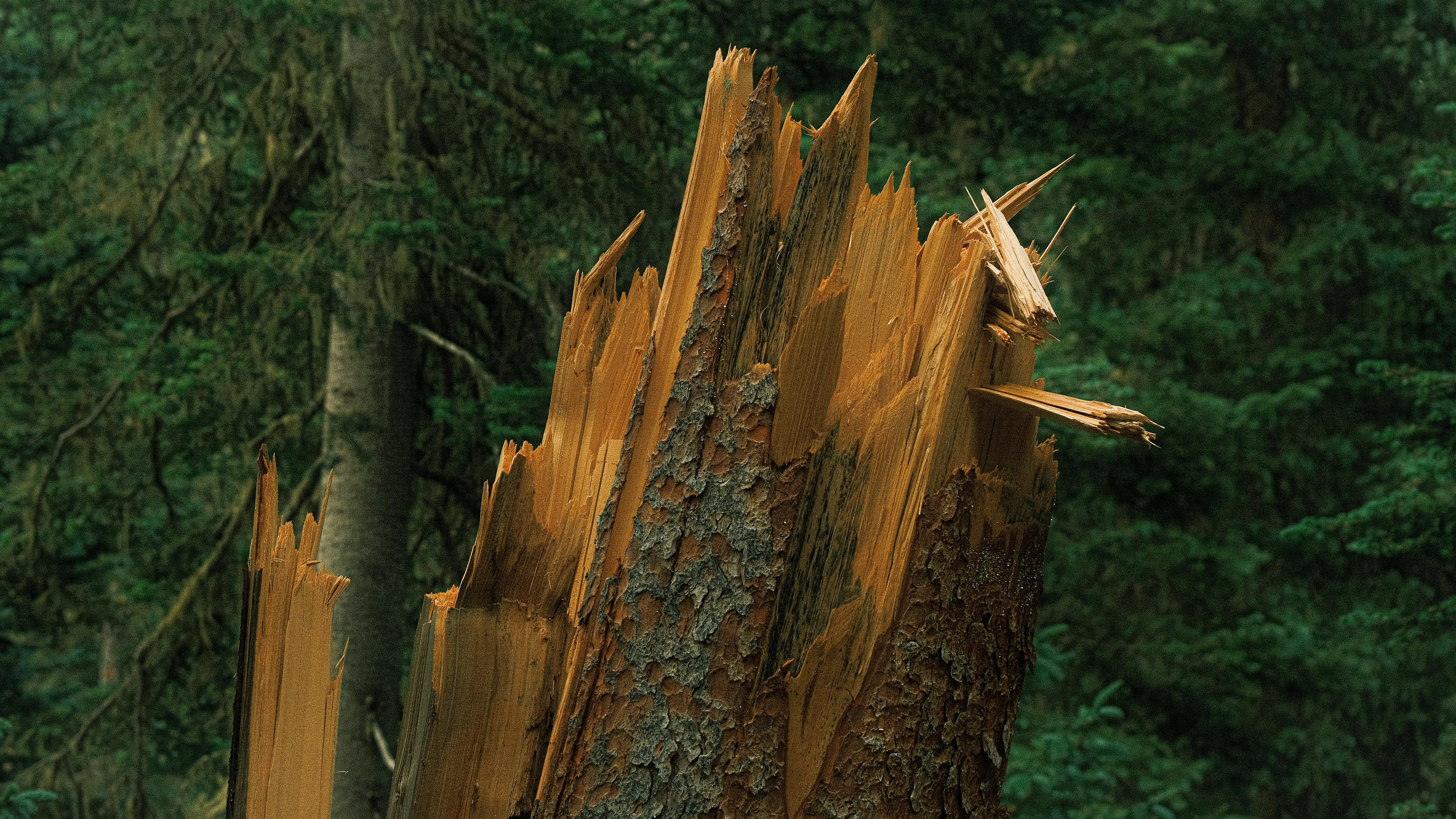 Photo by maxmeadowcroft