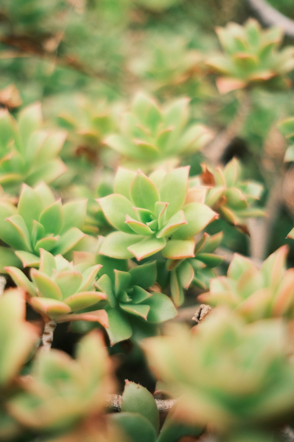 a close up of a plant with green leaves