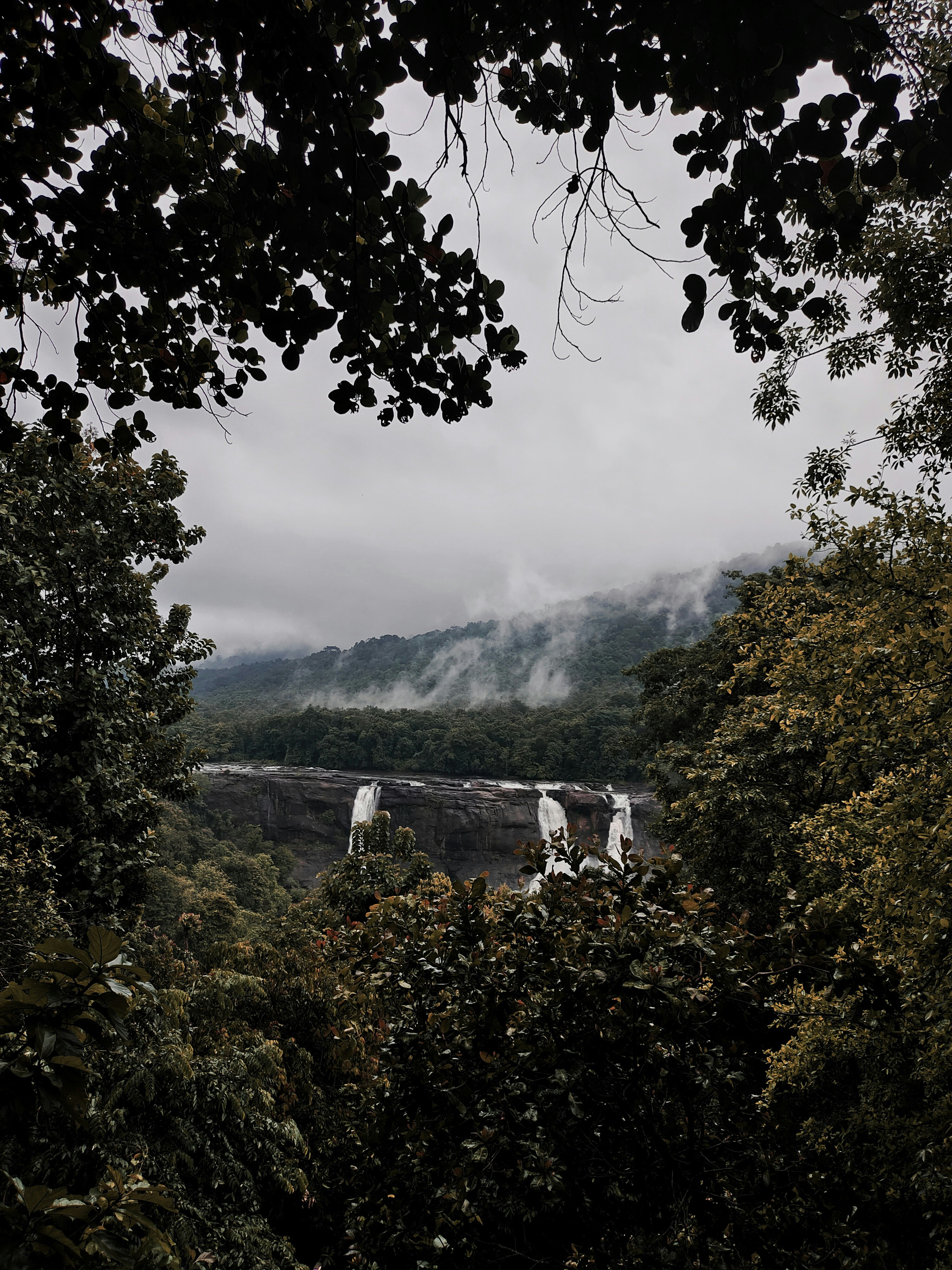 Athirappilly and surrounding trees