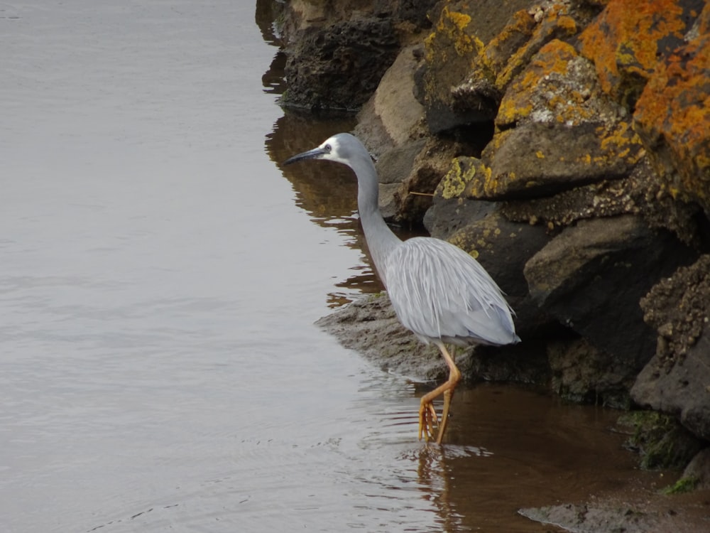 a bird is standing in the water by the rocks