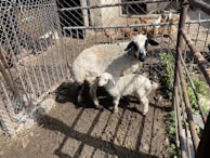 A goat and its kid stand in a small, fenced-in muddy enclosure. In the background, several chickens are visible in a separate pen. There are shadows and patches of sunlight on the ground.