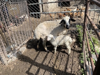 A goat and its kid stand in a small, fenced-in muddy enclosure. In the background, several chickens are visible in a separate pen. There are shadows and patches of sunlight on the ground.