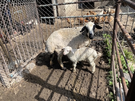 A goat and its kid stand in a small, fenced-in muddy enclosure. In the background, several chickens are visible in a separate pen. There are shadows and patches of sunlight on the ground.