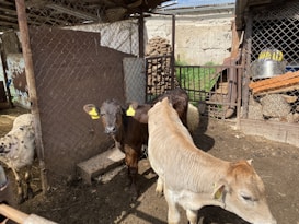 Several cattle are enclosed in a fenced area with metal mesh. The enclosure is outdoors, with a wooden structure providing some shade. A mix of calves, identified by yellow ear tags, stand on a dirt ground. In the background, there are stacks of wood and some metal containers.