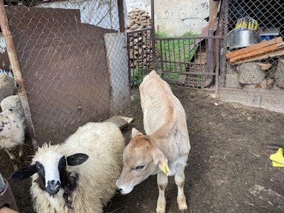 A small calf and a sheep are positioned in a pen with wire fencing. The calf has a light brown coat with tags in its ears, while the sheep has a fluffy white coat with black markings on its face. In the background, there are stacks of wood logs and a metal bucket, along with other farm elements.