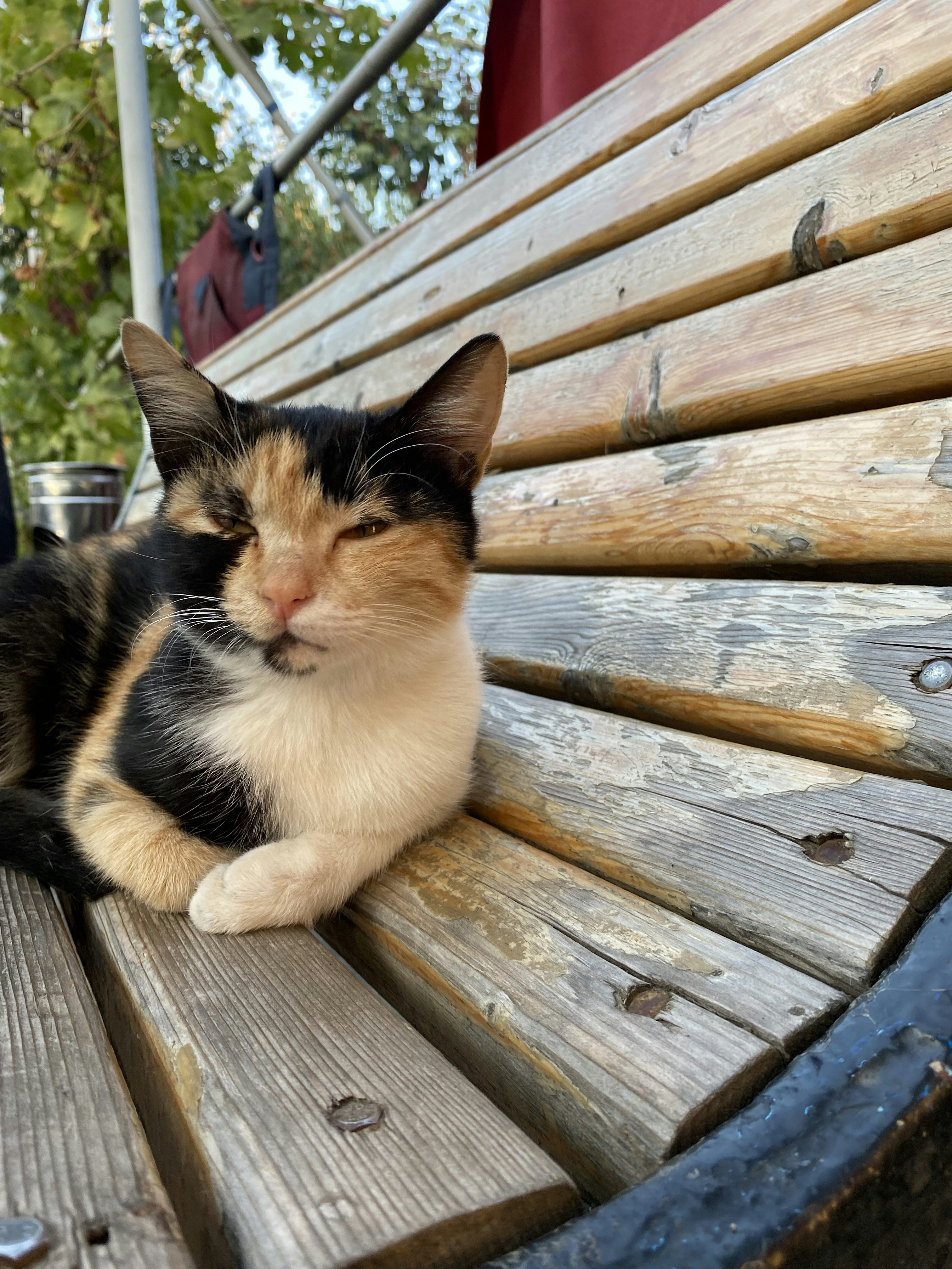 A gentle calico cat gazing curiously from a garden bench.